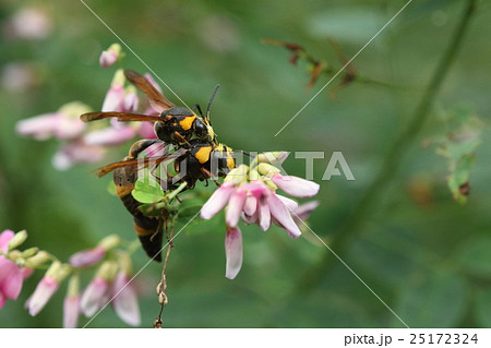 生き物　昆虫　スズバチ、乱暴なプロポーズ。オスが大顎を使ってメスを押さえつけています 25172324