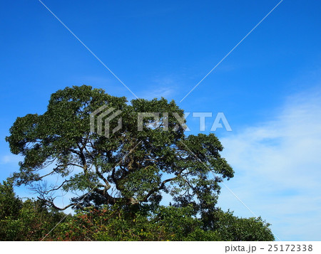 ハンノキ 25172338