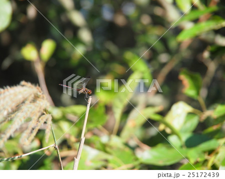 ノシメトンボ 25172439