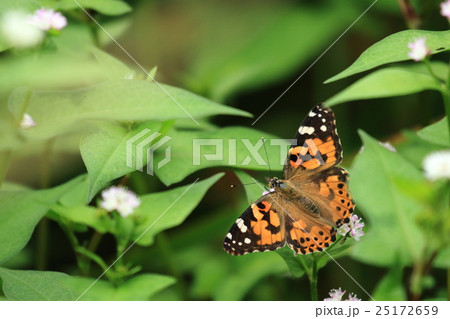 生き物　昆虫　ヒメアカタテハ、ミゾソバで吸蜜。世界中に分布するそうですが出会いは意外と少ない？ 25172659