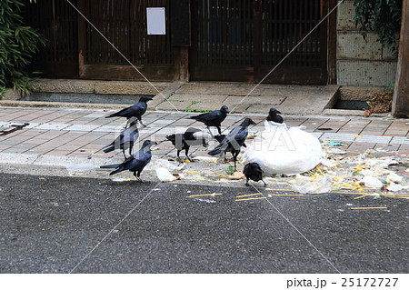 カラス 25172727