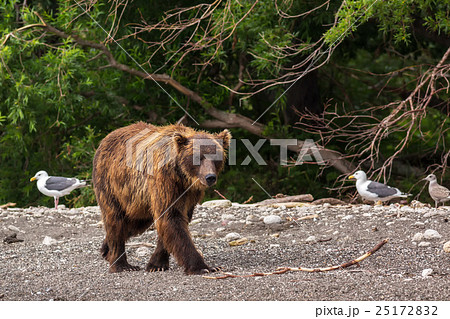 Brown bear on the shore of Kurile Lake. Brown bear on the shore of Kurile Lake. 25172832