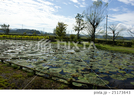 十二町潟水郷公園 25173643