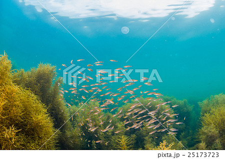 能登島の海 25173723