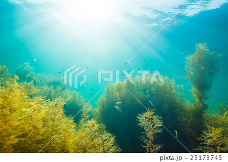 能登島の海 25173745