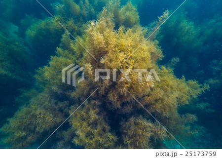 能登島の海 25173759