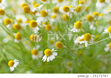 フレッシュハーブ　カモミール　カミツレ 25173767