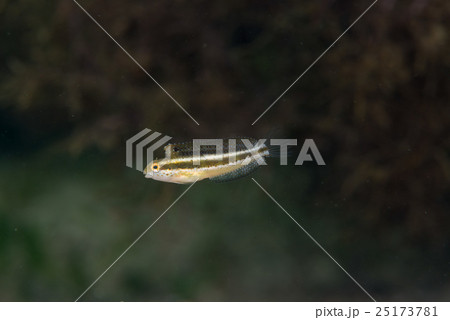 ニジギンポ ニジギンポ 25173781