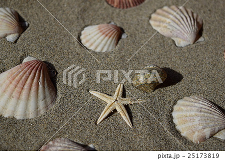 貝殻とヒトデ 25173819