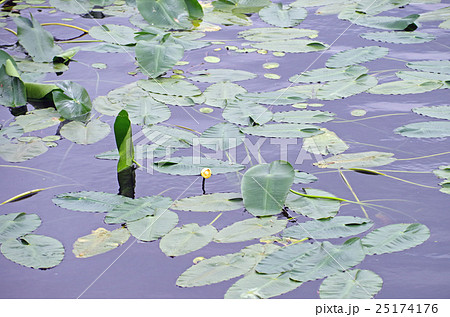 水生植物 25174176