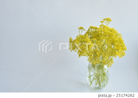 花　おみなえし 25174262