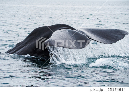 知床 潜水開始する鯨 北海道 羅臼 知床 潜水開始する鯨 北海道 羅臼 25174614