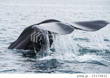 知床　潜水開始する鯨　北海道　羅臼 25174615