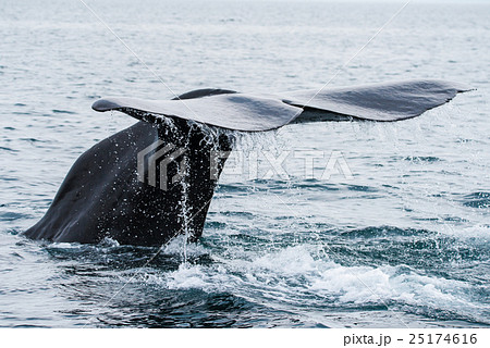 知床　潜水開始する鯨　北海道　羅臼 25174616