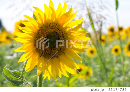 Sunflower in a field 25174785