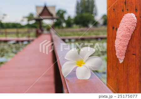 Abstract soft blurred of frangipani ( Plumeria flo 25175077