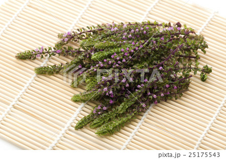 赤紫蘇の穂 25175543