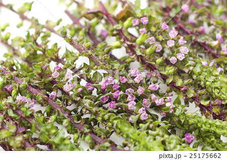赤紫蘇の穂 赤紫蘇の穂 25175662