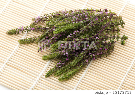 赤紫蘇の穂 25175715