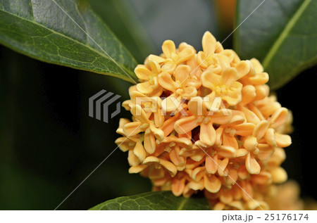 キンモクセイ(金木犀) キンモクセイ(金木犀) 25176174