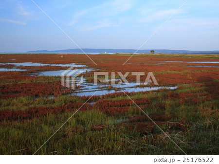 能取湖サンゴ草Ⅰ 25176522