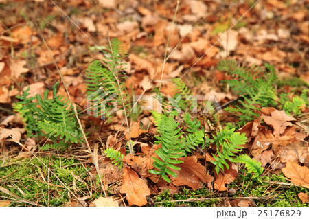 wall fern plant with sweet root 25176829