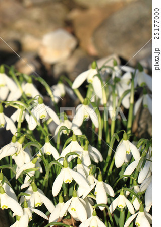 spring snowdrops flowers 25177000