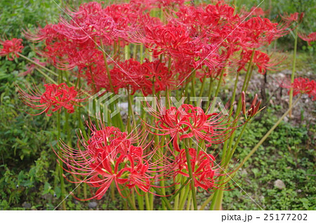 彼岸花(曼珠沙華) 彼岸花(曼珠沙華) 25177202