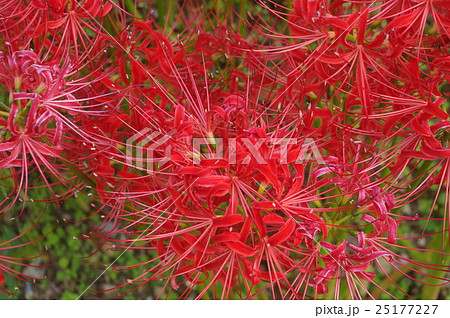 彼岸花（曼珠沙華） 25177227