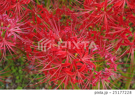 彼岸花（曼珠沙華） 25177228