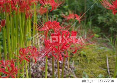 彼岸花(曼珠沙華) 彼岸花(曼珠沙華) 25177230