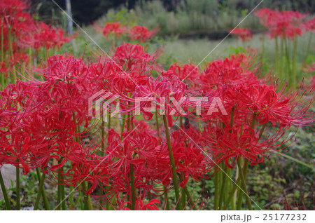 彼岸花（曼珠沙華） 25177232