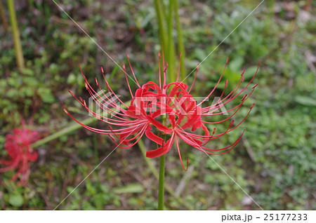 彼岸花（曼珠沙華） 25177233