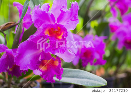 Orchid flowers purple. 25177250