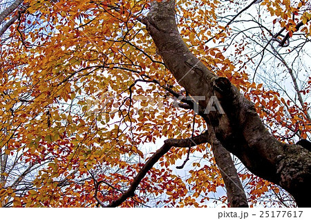 紅葉のブナの森 紅葉のブナの森 25177617