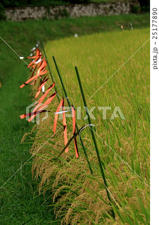 田んぼの防鳥テープの写真素材