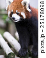レッサーパンダ 25178098