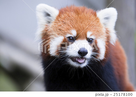 レッサーパンダ 25178100