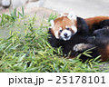 レッサーパンダ 25178101