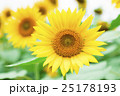 ひまわり 25178193