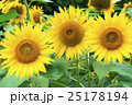 ひまわり 25178194