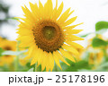 ひまわり 25178196