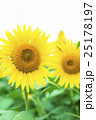 ひまわり 25178197