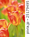 チューリップ祭り 25179495