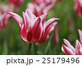 チューリップ祭り 25179496