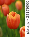 チューリップ祭り 25179500