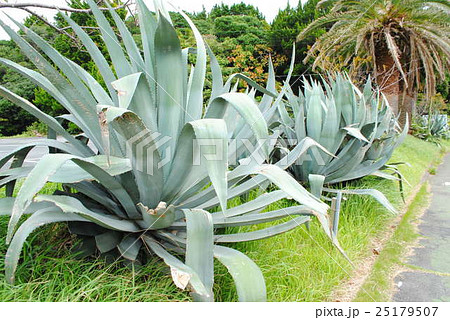 リュウゼツラン 25179507