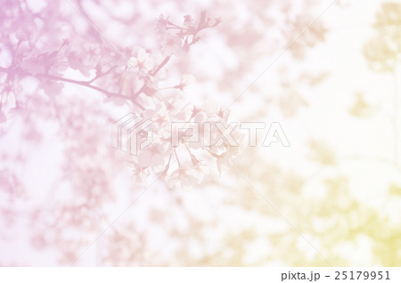 Soft focus of sakura flower on sweet color 25179951