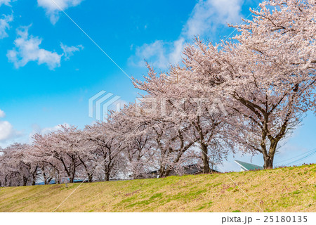桜 25180135