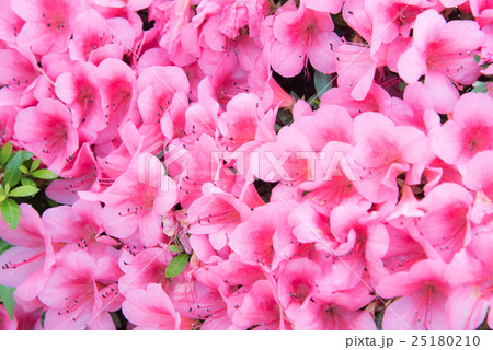 サツキ サツキ 25180210